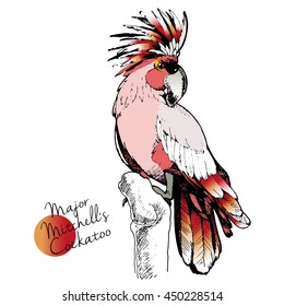 Vector hand drawn illustration of Major Mitchell`s Cockatoo parrot. Engraved exotic bird collection with high vibrant colors. Wild animals portrait.