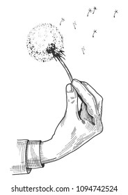 Vector hand drawn illustration of a male hand holding fluffy dandelion flower head. Blown seeds flying away. Vintage engraving style.