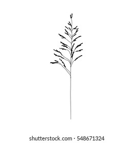 Vector hand drawn illustration of a meadow weed plant sorghum halepense - Johnson grass.