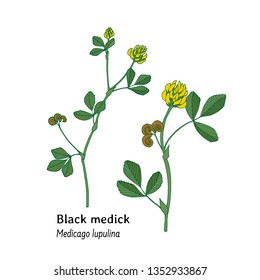 Vector hand drawn illustration of Medicago lupulina isolated on white. Forage and hay  meadow and pasture plant. Medicinal herb - black medick, hop clover, yellow clover. Vintage look.