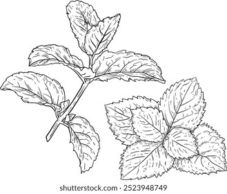 Vector hand drawn illustration of Mint. Herbs and spices. Trendy botanical element. Sketch cosmetic herbs. Culinary line art.