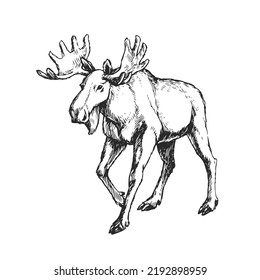 Vector hand drawn illustration of a moose isolated on a white background. A sketch of animal in engraving style.