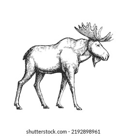 Vector hand drawn illustration of a moose isolated on a white background. A sketch of animal in engraving style.