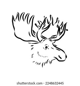 Vector hand drawn illustration of a moose isolated on a white background. A sketch of animal in engraving style.