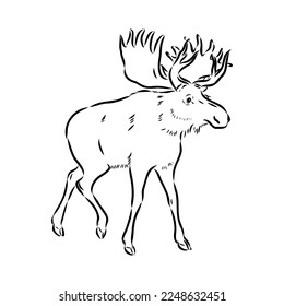 Vector hand drawn illustration of a moose isolated on a white background. A sketch of animal in engraving style.