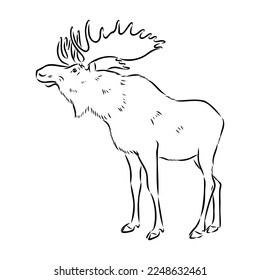 Vector hand drawn illustration of a moose isolated on a white background. A sketch of animal in engraving style.