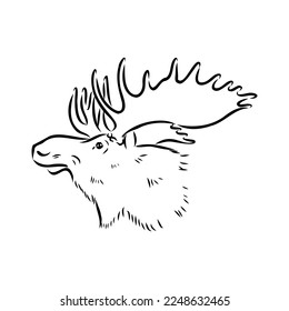 Vector hand drawn illustration of a moose isolated on a white background. A sketch of animal in engraving style.