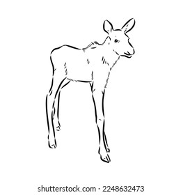 Vector hand drawn illustration of a moose isolated on a white background. A sketch of animal in engraving style.