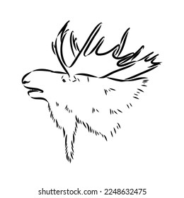 Vector hand drawn illustration of a moose isolated on a white background. A sketch of animal in engraving style.