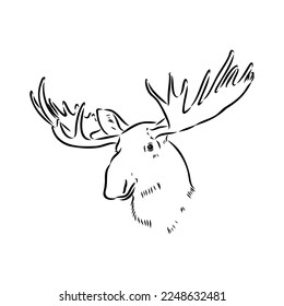 Vector hand drawn illustration of a moose isolated on a white background. A sketch of animal in engraving style.