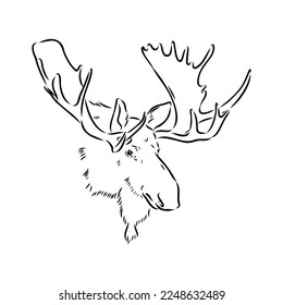 Vector hand drawn illustration of a moose isolated on a white background. A sketch of animal in engraving style.