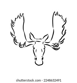 Vector hand drawn illustration of a moose isolated on a white background. A sketch of animal in engraving style.