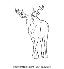 Vector hand drawn illustration of a moose isolated on a white background. A sketch of animal in engraving style.