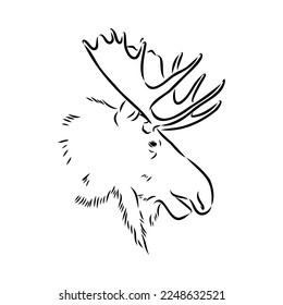 Vector hand drawn illustration of a moose isolated on a white background. A sketch of animal in engraving style.