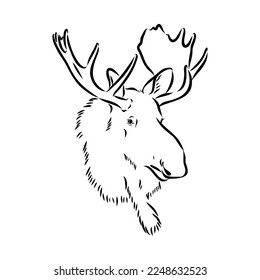 Vector hand drawn illustration of a moose isolated on a white background. A sketch of animal in engraving style.