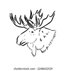 Vector hand drawn illustration of a moose isolated on a white background. A sketch of animal in engraving style.