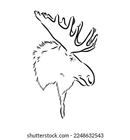 Vector hand drawn illustration of a moose isolated on a white background. A sketch of animal in engraving style.