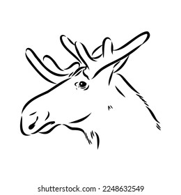 Vector hand drawn illustration of a moose isolated on a white background. A sketch of animal in engraving style.