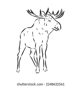 Vector hand drawn illustration of a moose isolated on a white background. A sketch of animal in engraving style.