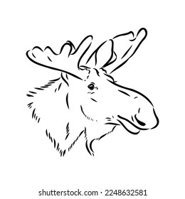 Vector hand drawn illustration of a moose isolated on a white background. A sketch of animal in engraving style.
