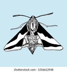 Vector hand drawn illustration of a moth isolated on a blue background. Vintage insect sketch drawing.