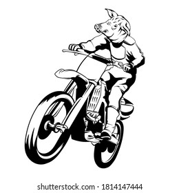  Vector hand drawn illustration of motorcyclist with pig's head. Anthropomorphic tattoo artwork. Template for card, poster, banner, print for t-shirt, pin, badge, patch.