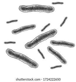 Vector hand drawn illustration of mycobacterium tuberculosis in vintage engraved style. Isolated on white background.