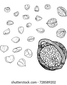 Vector hand drawn illustration with nuts. Vector set of hand drawn sketches of various nuts isolated on a white background. Vector illustration of nuts for your design.