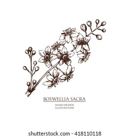 Vector hand drawn illustration of Olibanum-tree - Boswellia sacra.  Vintage Perfumery and cosmetics materials sketch. 