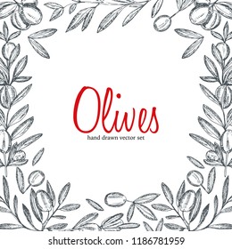 Vector hand drawn  illustration of olive branches with olive fruits and bottles of olive oil with herbs.Monochrome , sketched retro style. 