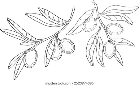 Vector hand drawn illustration of Olives. Garden leaves  and branches. Trendy botanical element. Sketch cosmetic line art herbs. Fragrances, flavors.