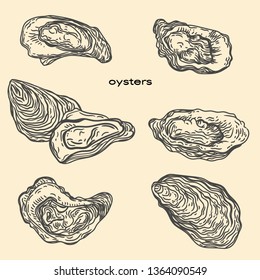 Vector hand drawn illustration of oysters   in the engraving style.