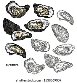 Vector hand drawn illustration of oysters   in the engraving style isolated on white background.