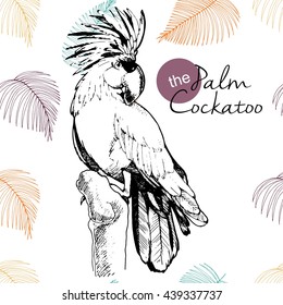Vector hand drawn illustration of palm cocatoo parrot. Engraved vintage style exotic bird collection decorated with palm leaves. Wild animals portrait.