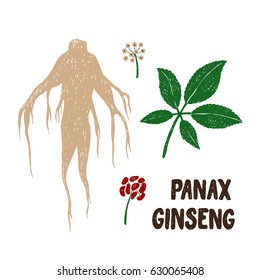 Vector hand drawn illustration of Panax Ginseng.Root, leaf, berry, flower.