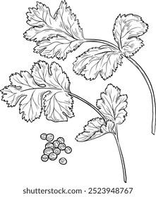 Ilustração desenhada à mão do vetor de Salsley, Coriander, Cilantro. Ervas aromáticas e especiarias. Elemento botânico moderno. Esboço ervas cosméticas. Arte em linha culinária.