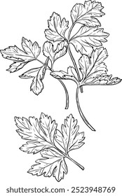 Ilustração desenhada à mão do vetor de Salsley, Coriander, Cilantro. Ervas aromáticas e especiarias. Elemento botânico moderno. Esboço ervas cosméticas. Arte em linha culinária.