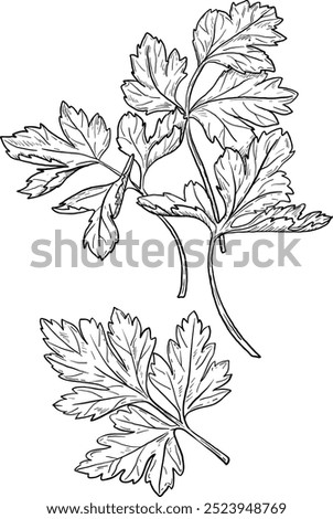 Vector hand drawn illustration of Parsley, Coriander, Cilantro. Herbs and spices. Trendy botanical element. Sketch cosmetic herbs. Culinary line art.