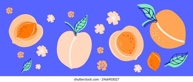 Vector hand drawn illustration of peaches