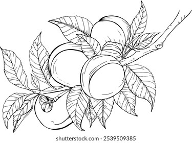 vector hand drawn illustration of peaches with leaves on a branch for coloring pages and other things Vector Sketch Peach decorative set. Hand Drawn Botanical Illustrations. Black and white with line