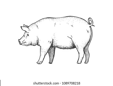 Vector hand drawn illustration of pig in vintage engraved style. Isolated on white background. 