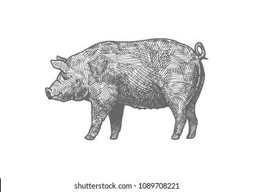 Vector hand drawn illustration of pig in vintage engraved style. Isolated on white background. 