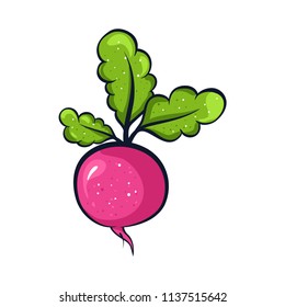 Vector hand drawn illustration of a pink radish. Coloful cartoon icon. Food art for print, web, mobile and infographics. Isolated on white background element.