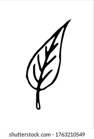 Ilustración de la hoja de planta dibujada a mano en el estilo Doodle. Esquema vacío aislado en un fondo blanco. Diseño sencillo para la reserva de recortes, libros para colorear y diseño temático