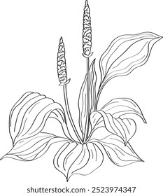 Vector hand drawn illustration of Plantain. Garden flowers, leaves, branches and blooming. Trendy botanical element. Sketch cosmetic line art herbs. Fragrances, flavors.