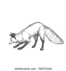 Vector hand drawn illustration of playing fox isolated on white background. Cute forest animal in sketch style