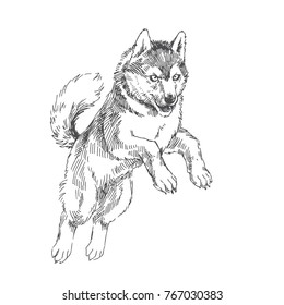 Husky Dog Sketch Images Stock Photos Vectors Shutterstock