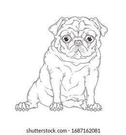 Vector hand drawn illustration. Portrait of the dog. The pug sits with a funny expression on his face. Each object can be changed and moved for your design.