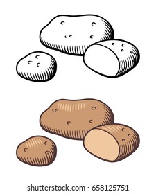 Vector hand drawn illustration of potatoes. Potato tuber and cross section. Outline and colored version