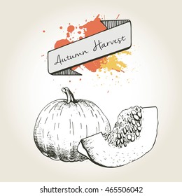 Vector hand drawn illustration of pumpkin slices. Engraved autumn vegetable isolated on vintage background. Harvest for cooking.